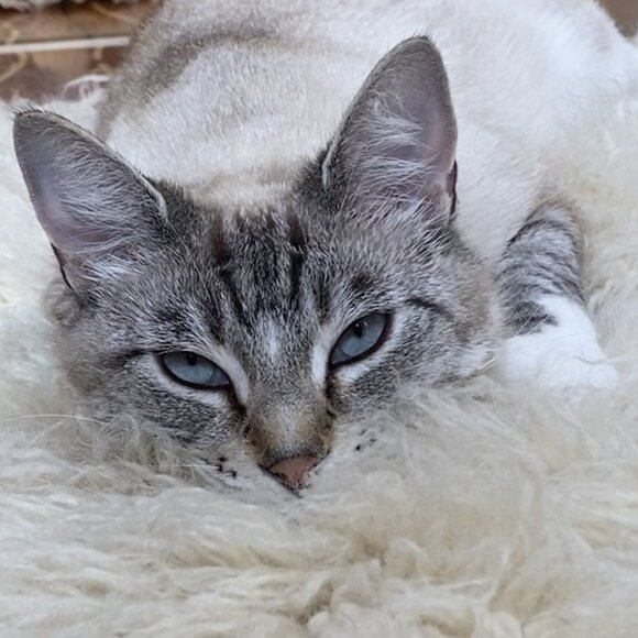 ORGANIC GREEK FLOKATI WOOL PET BEDS-44" X 48" 100% NATURAL WOOL-PETS LOVE THEM - Picture 7 of 8